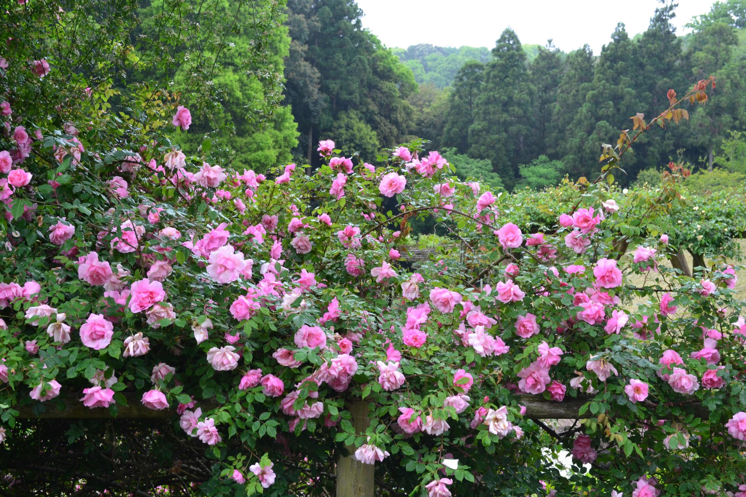 静寂の中に咲く夢 ―世界が認めた佐倉のバラ園」 ～グレッグ・ローリー